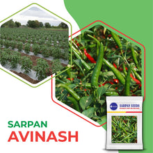 Load image into Gallery viewer, Sarpan - Avinash (upright chilli)