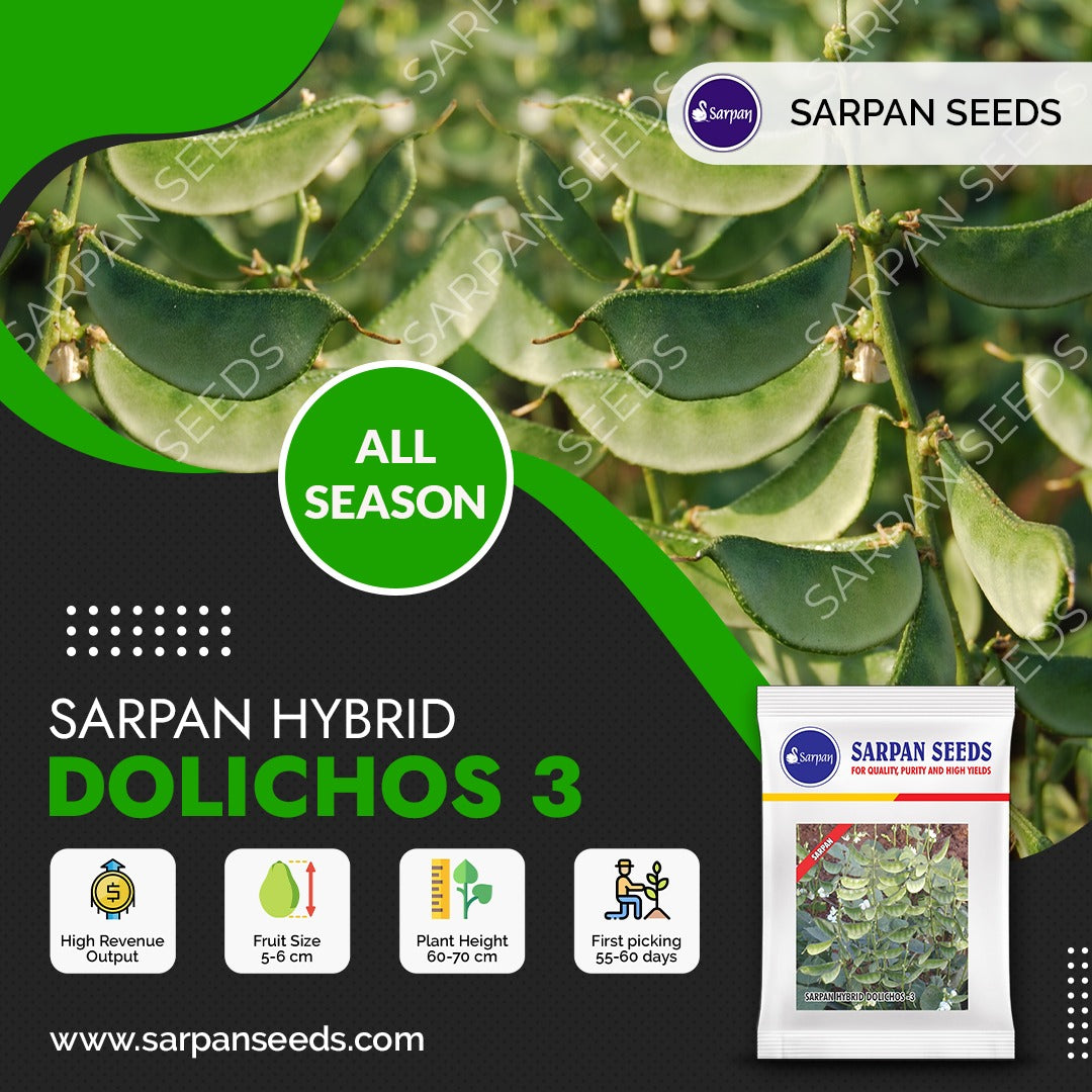 News & Articles – Sarpan Seeds