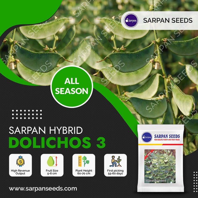 Sarpan All season Dolichos-3