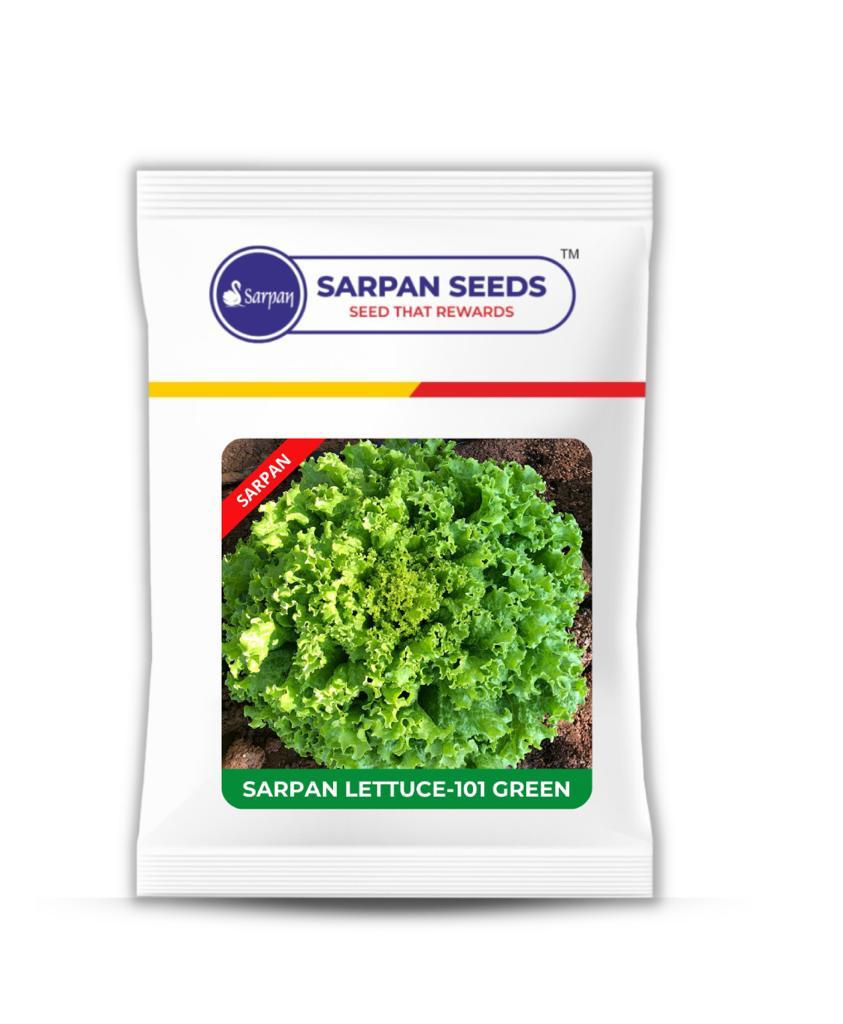 Sarpan Lettuce-101 Green – Sarpan Seeds