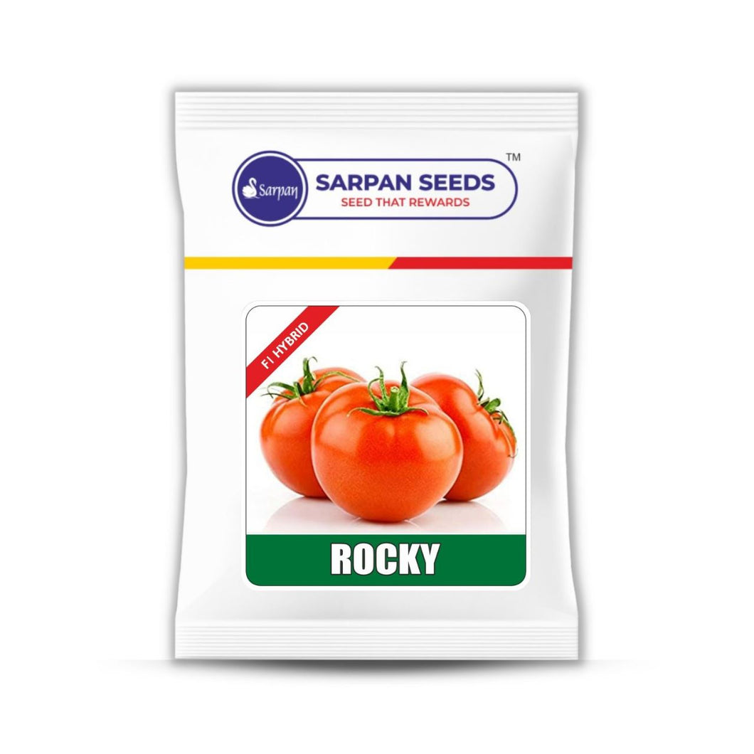 ROCKY Tomato (White Shoulder)