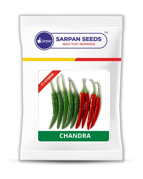 Sarpan CHANDRA Chilli Seeds - Duel purpose chilli – Sarpan Seeds