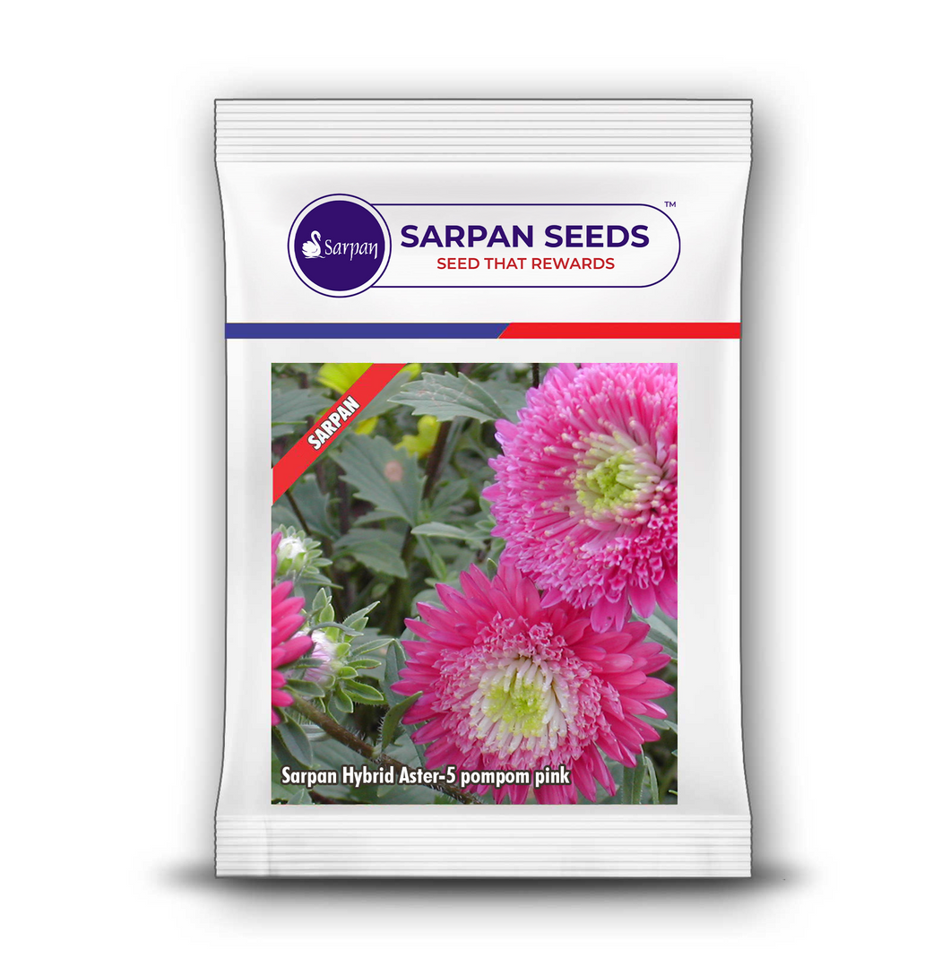 Sarpan hybrid Aster-5 Pompom pink