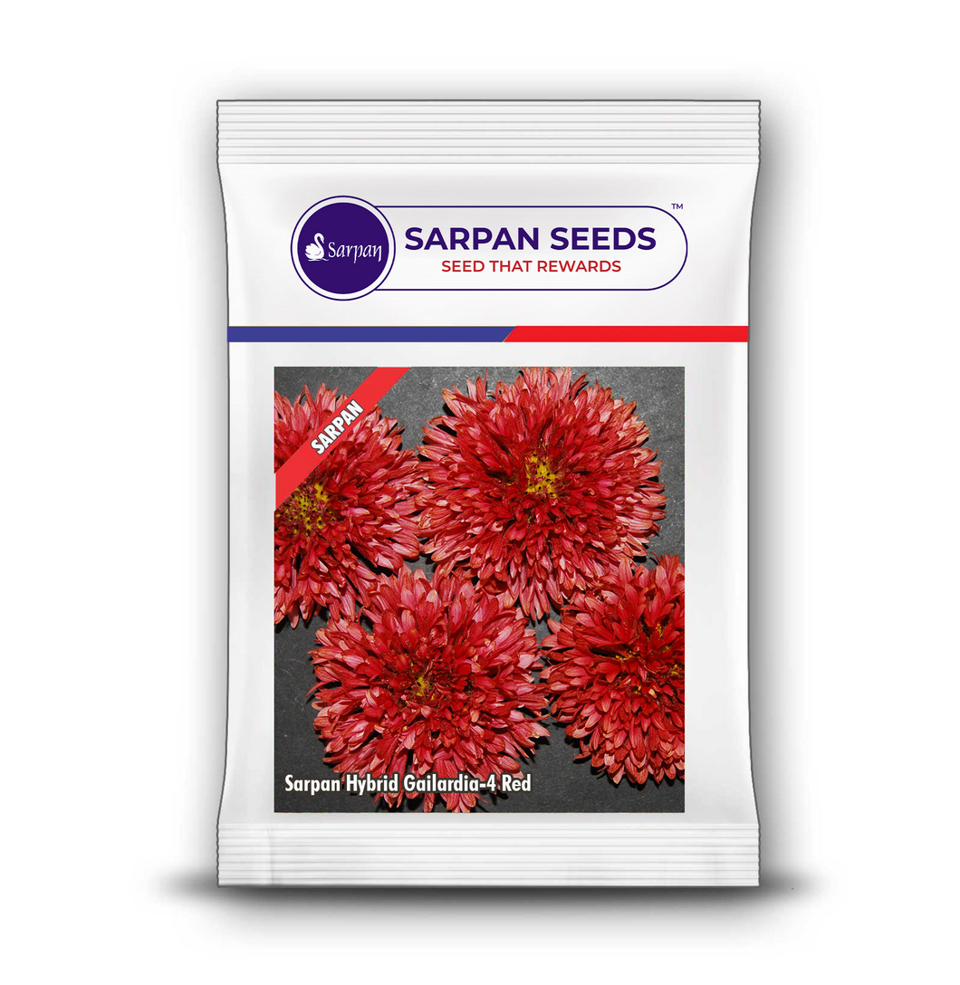 Sarpan Hybrid Gailardia-4 -Red