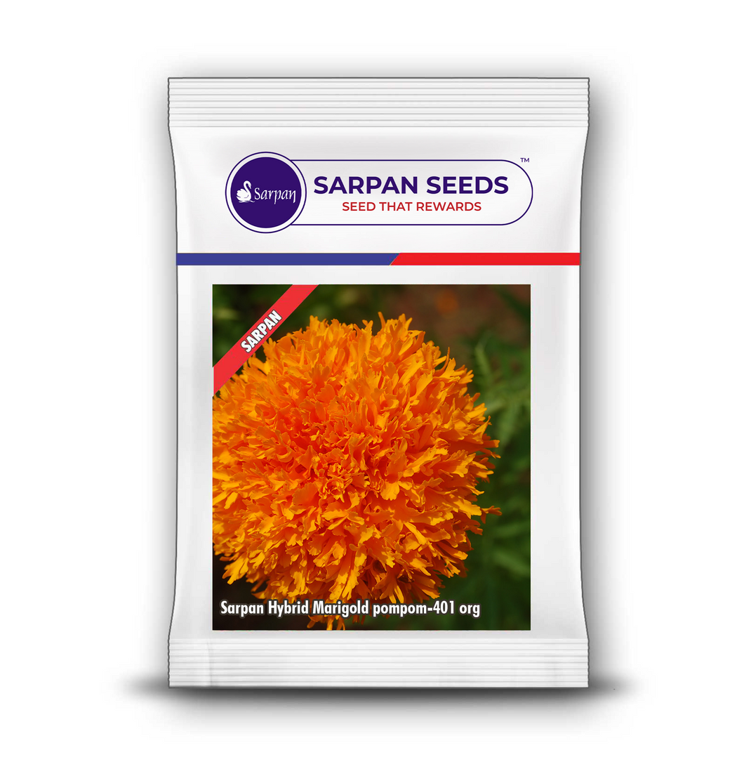 Sarpan Hybrid Marigold Pompom-401 Org