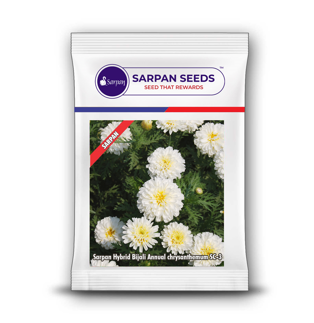 Sarpan Hybrid Bijali white (Chrysanthamum –SC-3)