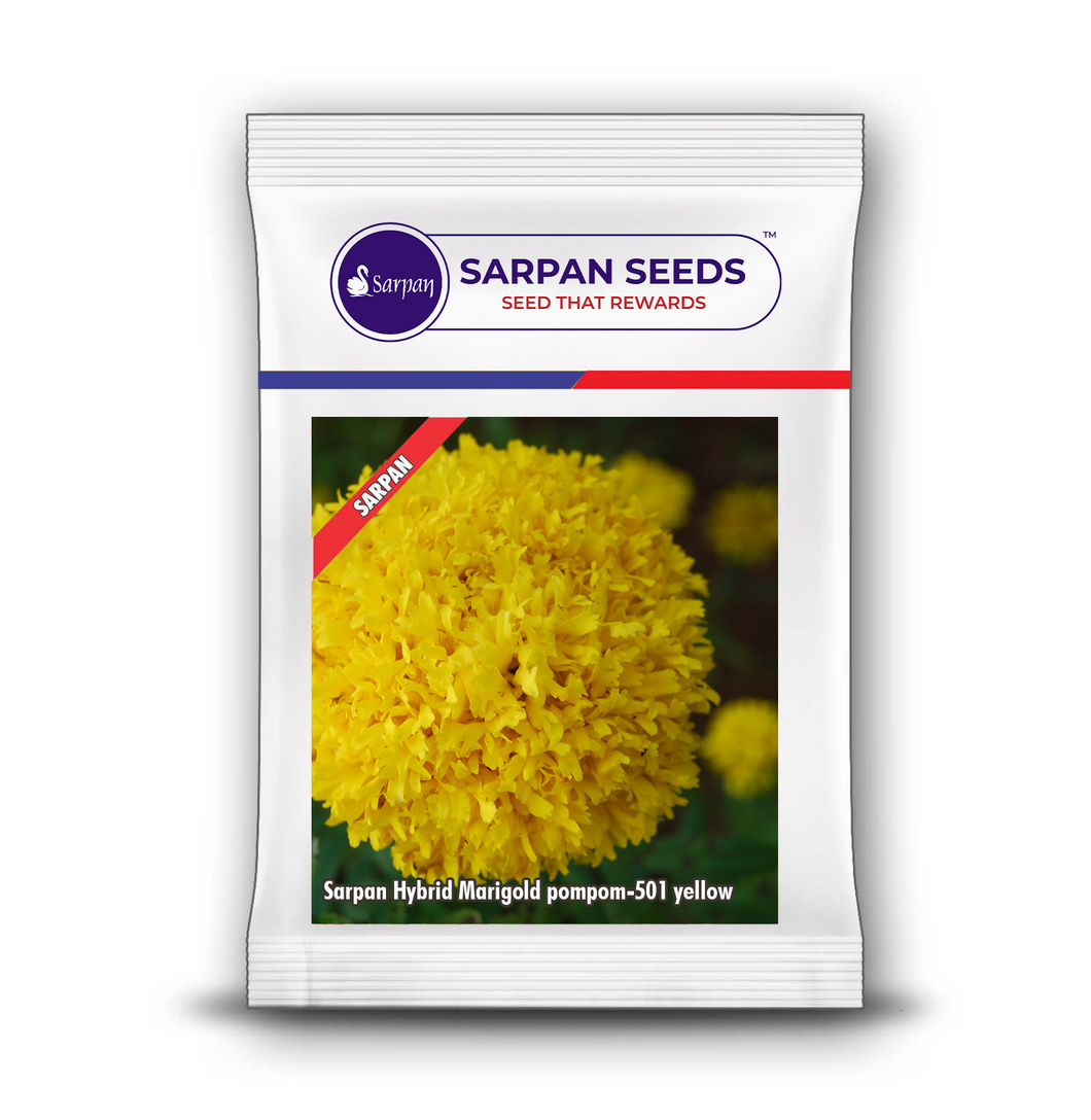Sarpan Hybrid Marigold Pompom-501 Yellow