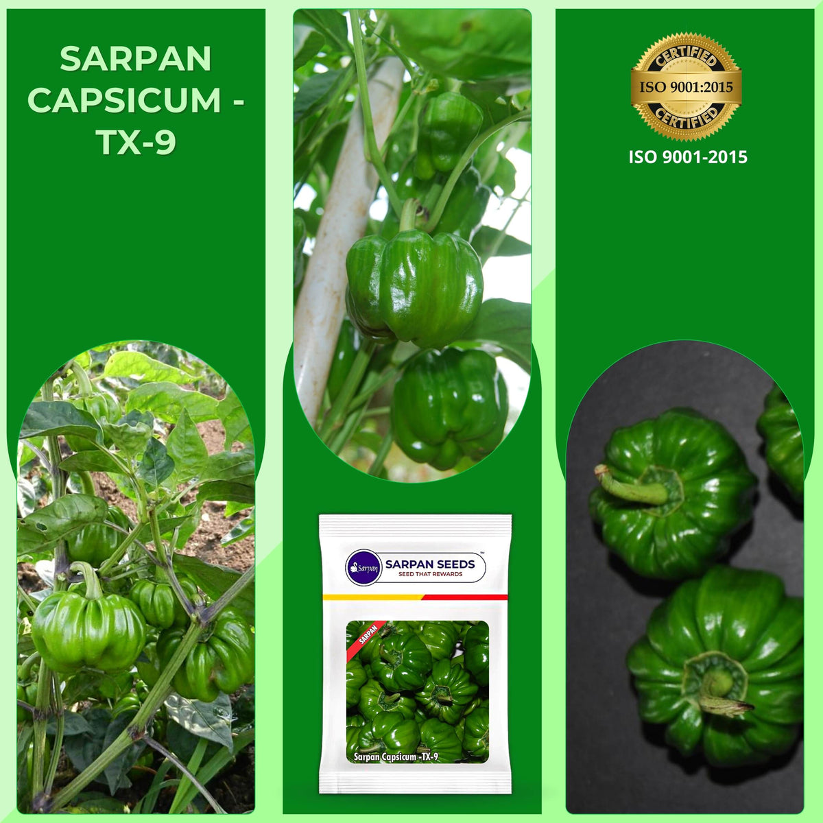 Sarpan Capsicum -TX-9 – Sarpan Seeds