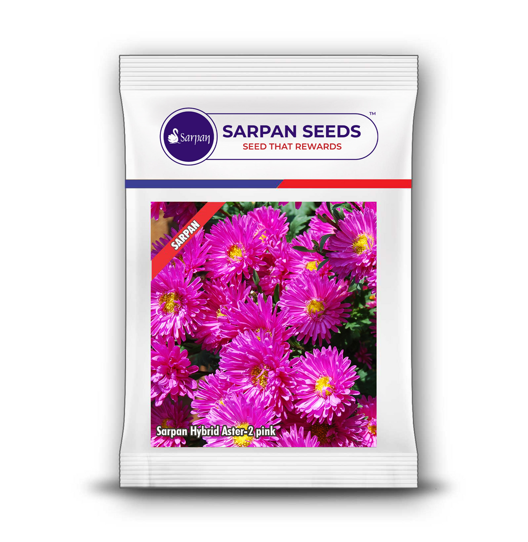 Sarpan Hybrid  Aster-2 Pink
