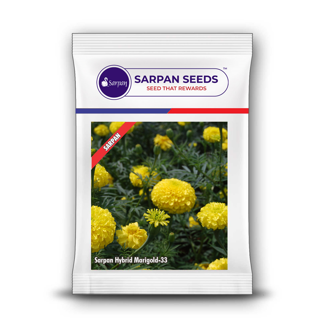 Sarpan Hybrid Marigold-33