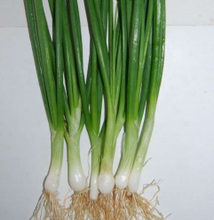 Load image into Gallery viewer, Sarpan Spring Onion-66 White
