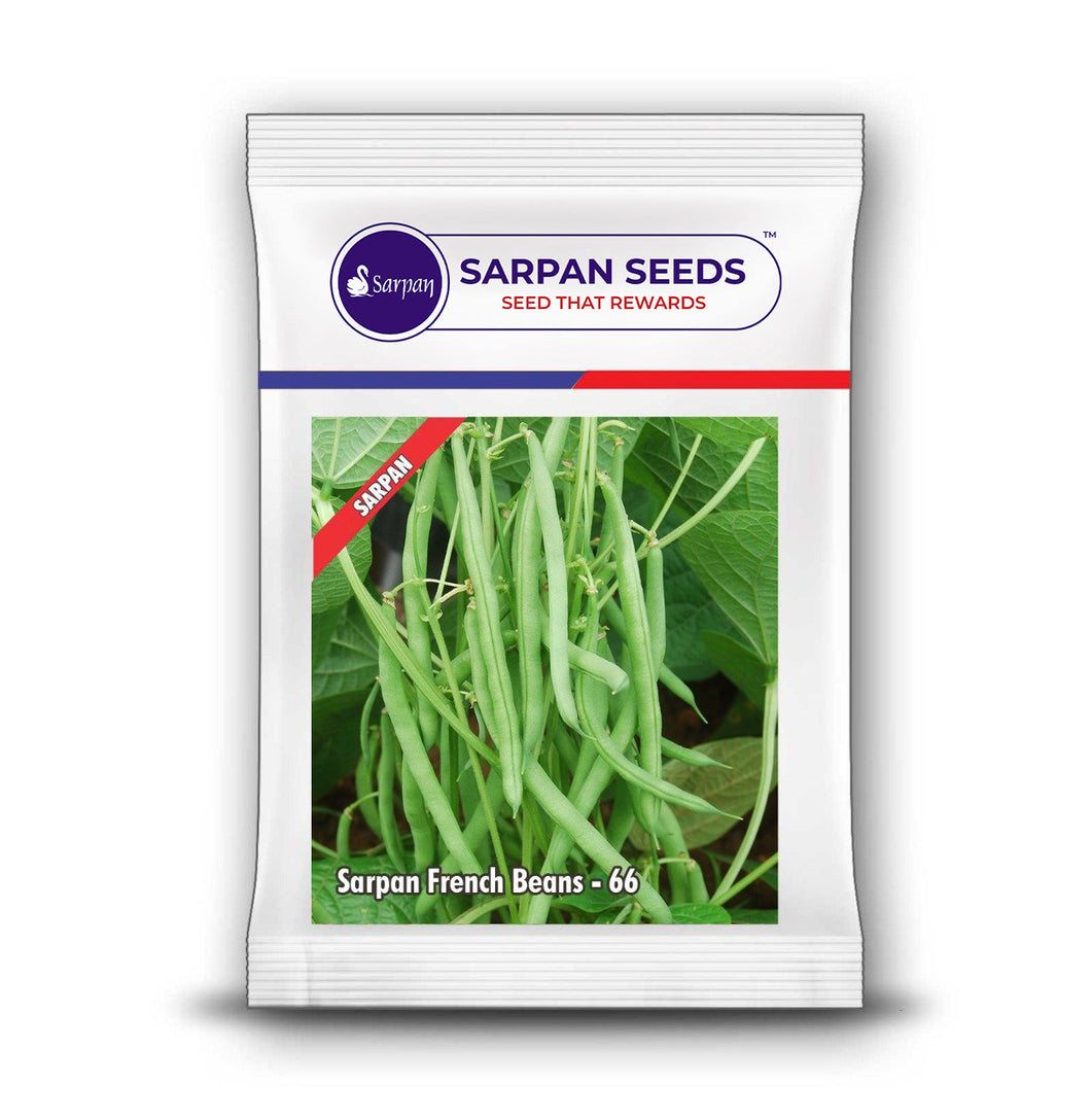 Sarpan French Beans-66