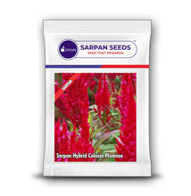 Load image into Gallery viewer, Sarpan Hybrid Celosia Plumose
