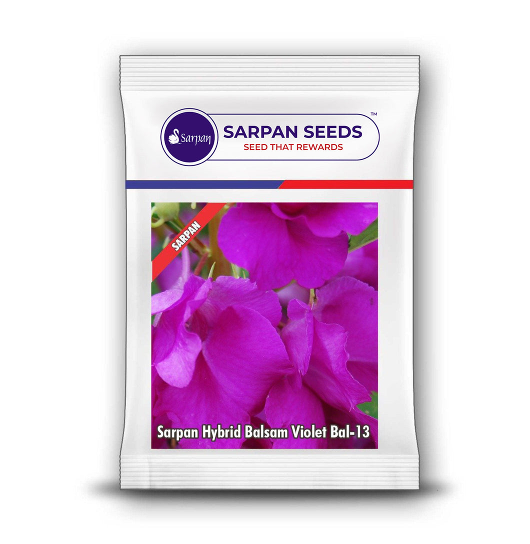 Sarpan Hybrid Balsam Violet  Bal-13