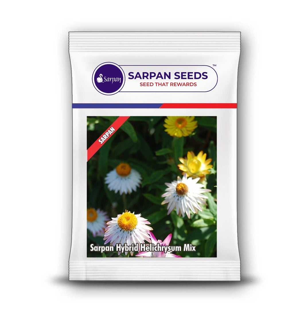 Sarpan Hybrid Helichrysum Mix
