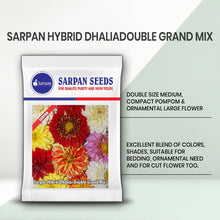 Load image into Gallery viewer, Sarpan Hybrid Dhalia–Double Grand Mix
