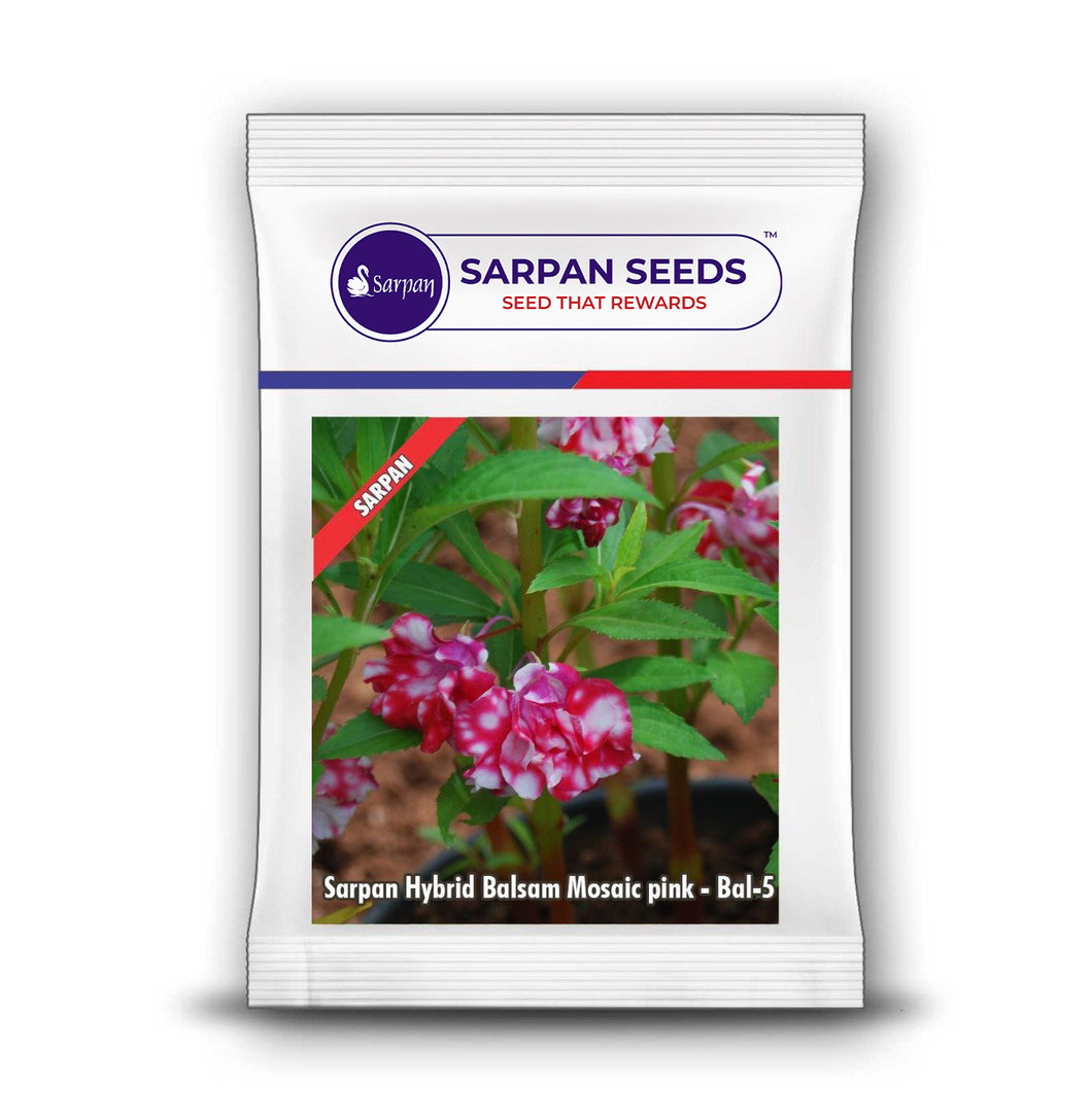 Sarpan Hybrid  Balsam Mosaic Pink –Bal-5