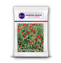 Load image into Gallery viewer, Sarpan Hybrid Gomphrena -36 Org
