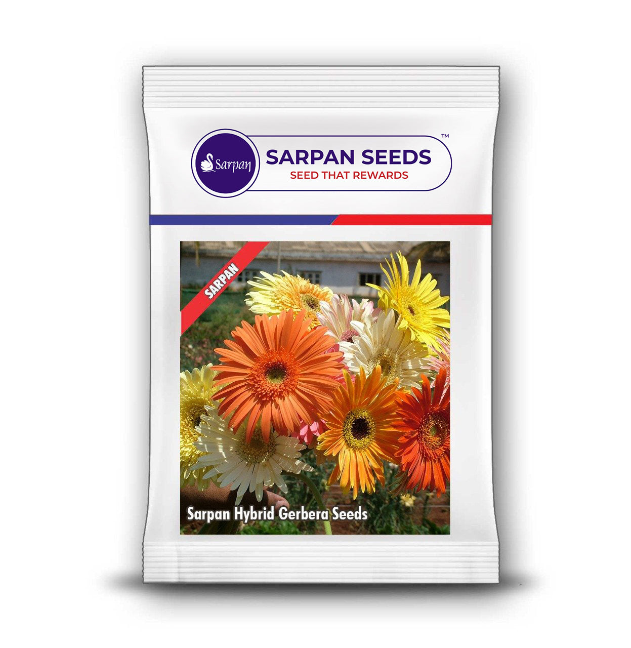 gerbera plant seeds Sarpan Hybrid Gerbera Seeds – Sarpan Seeds