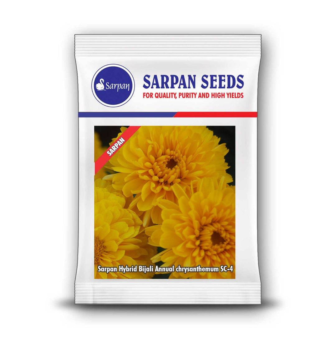 Sarpan Hybrid  Bijali Yellow (Chrysanthamum –SC-4)