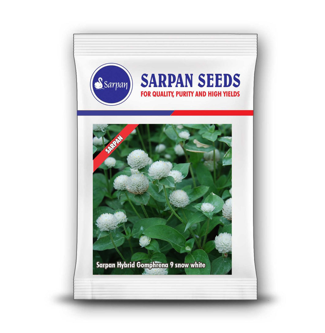 Sarpan Hybrid Gomphrena 9 Snow white