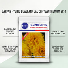 Load image into Gallery viewer, Sarpan Hybrid  Bijali Yellow (Chrysanthamum –SC-4)
