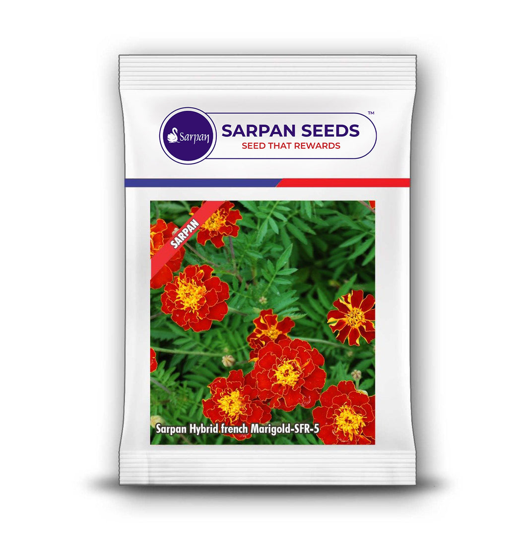 Sarpan Hybrid French marigold-SFR-5 Red