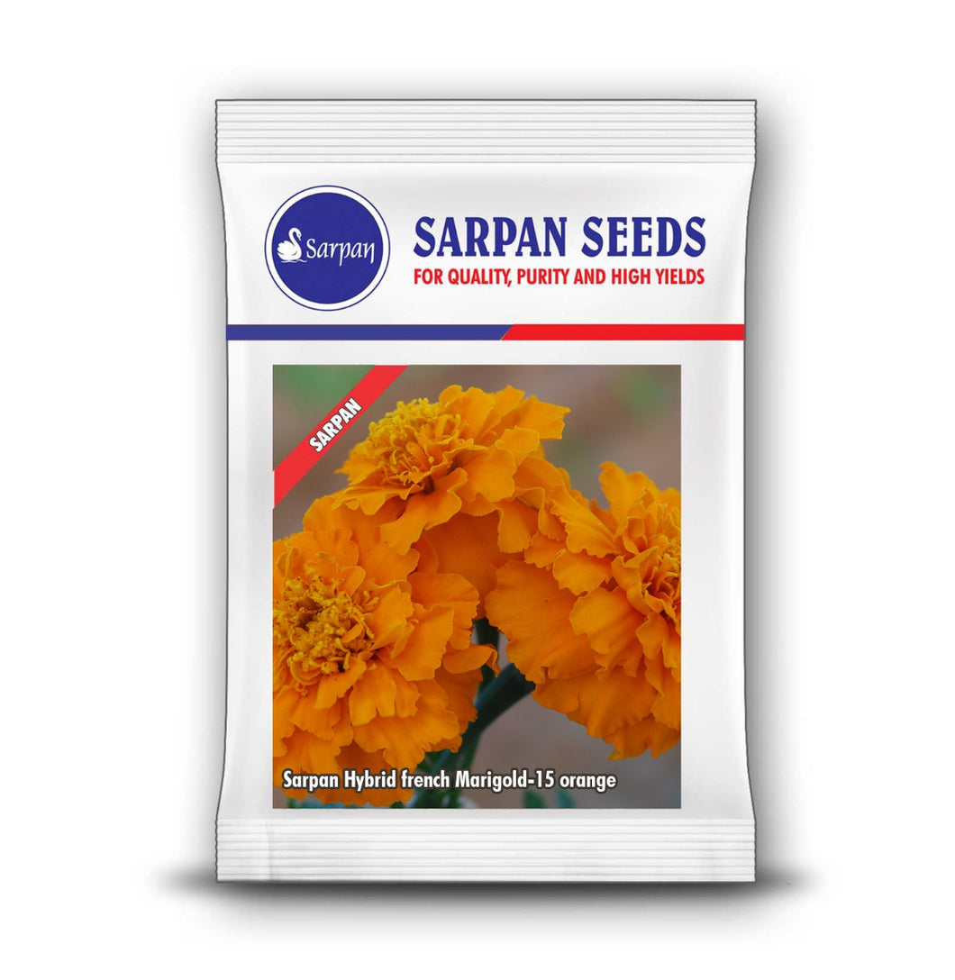 Sarpan Hybrid French Marigold-15 Orange