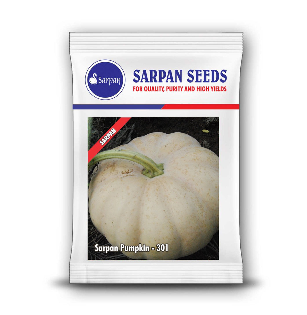 Sarpan Pumpkin-301