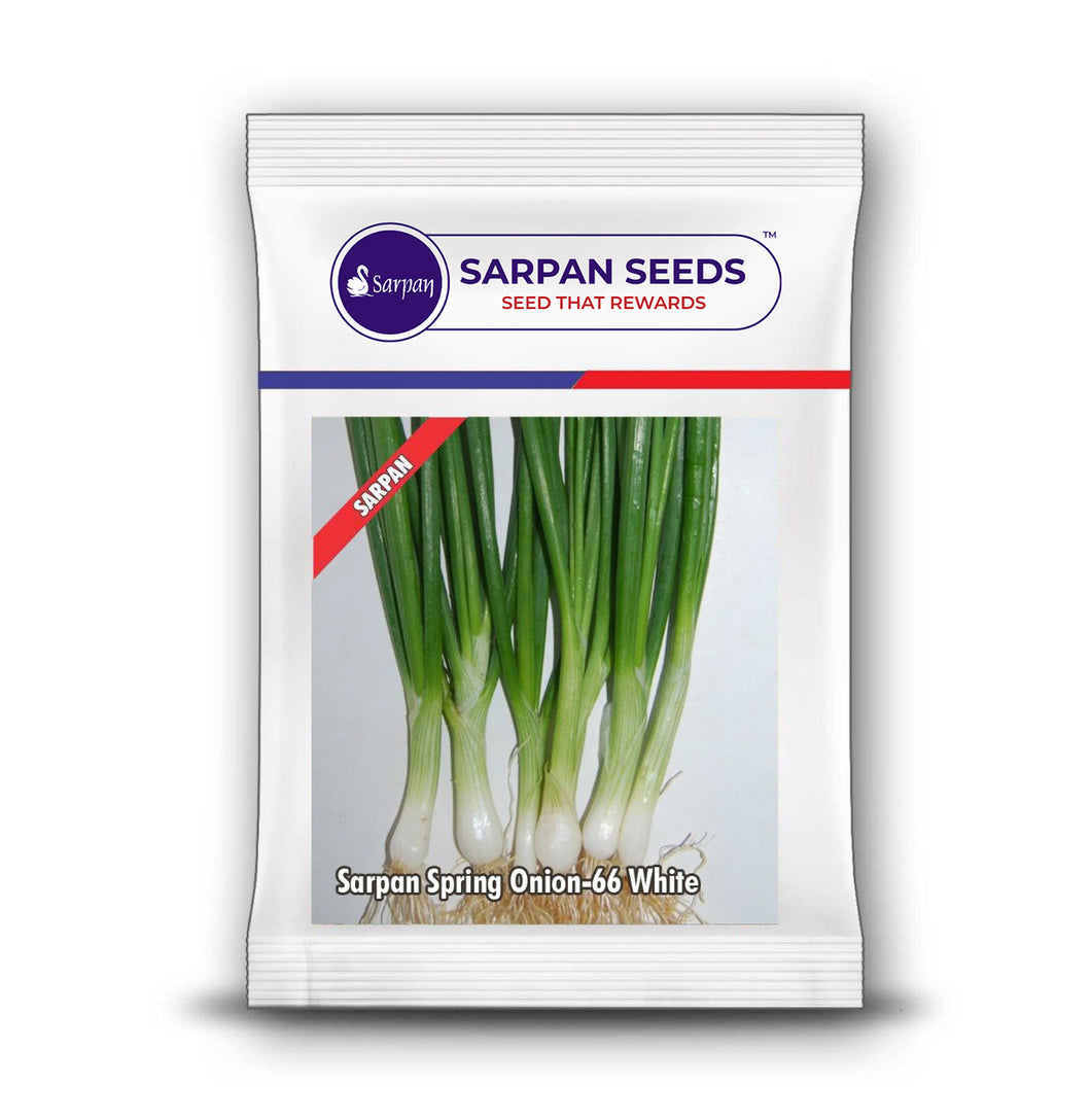 Sarpan Spring Onion-66 White