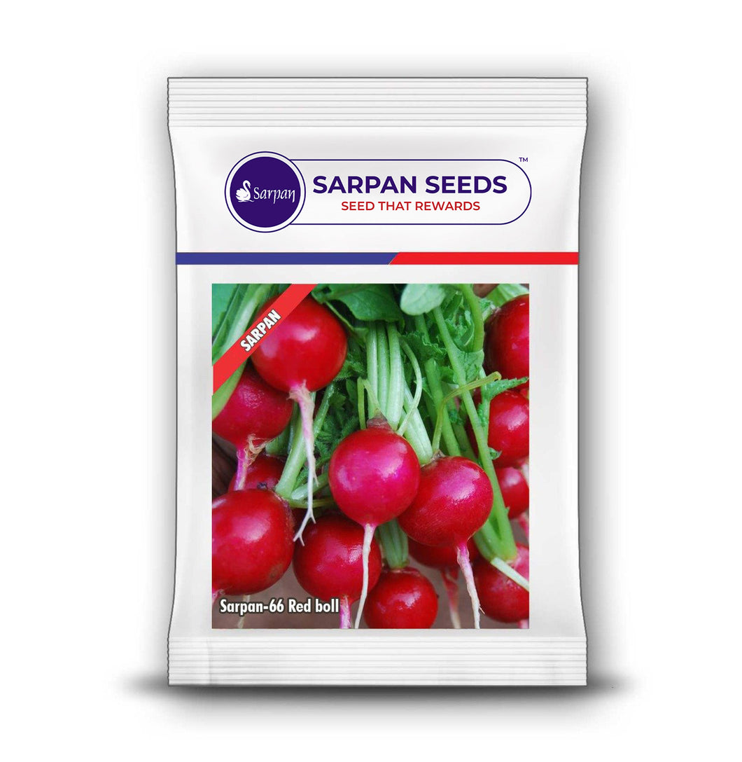 Sarpan Radish -66  Red boll