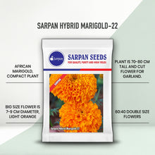 Load image into Gallery viewer, Sarpan Hybrid marigold-22
