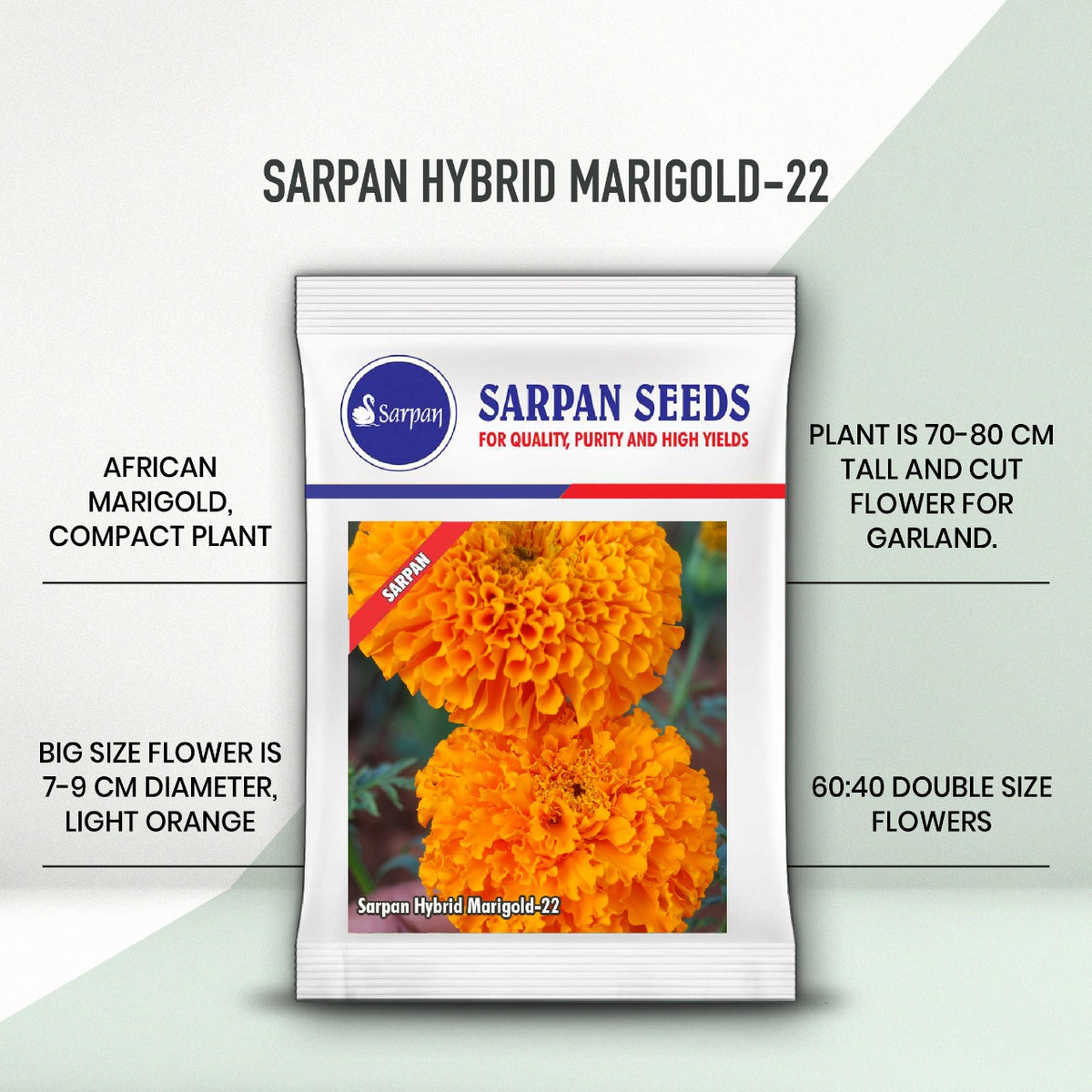 Sarpan Hybrid marigold-22 – Sarpan Seeds