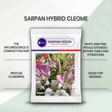 Load image into Gallery viewer, Sarpan Hybrid Cleome
